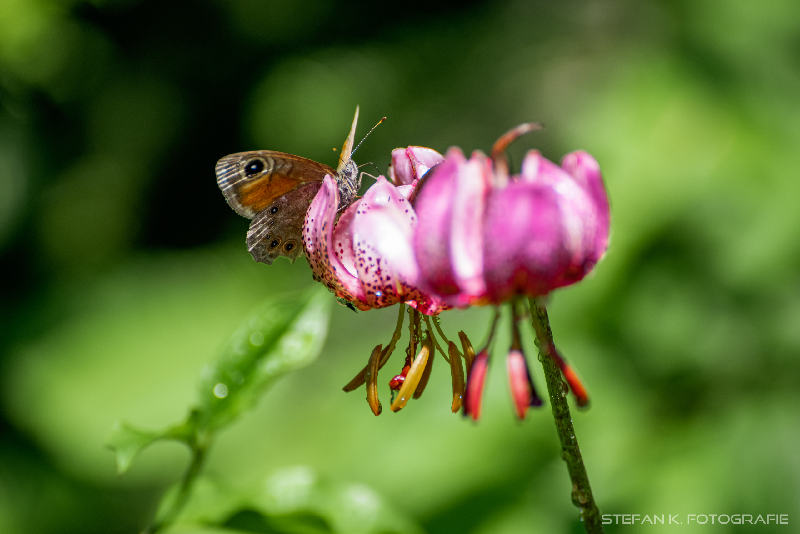Türkenbundlilie mit Schmetterling